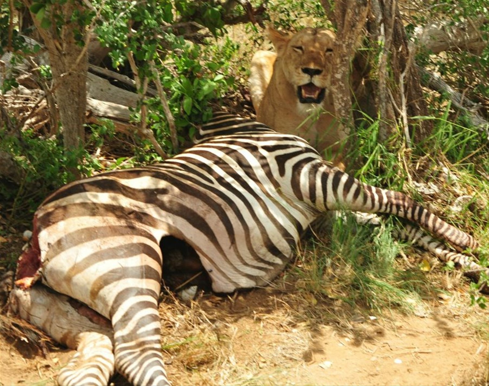 Safari allo Tsavo
