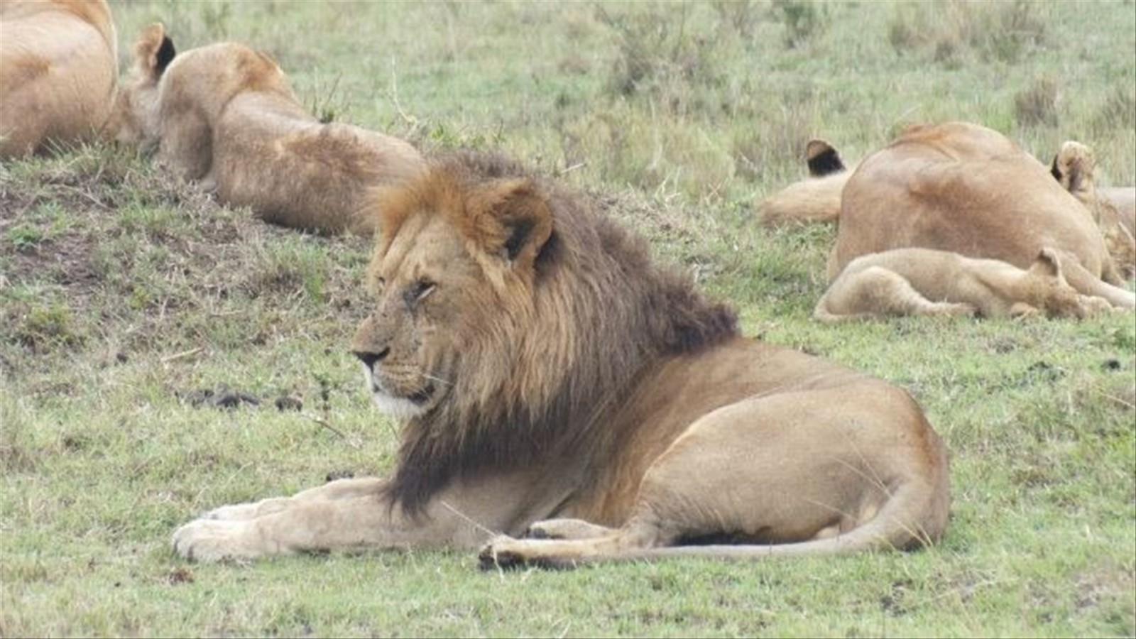 lion masai mara