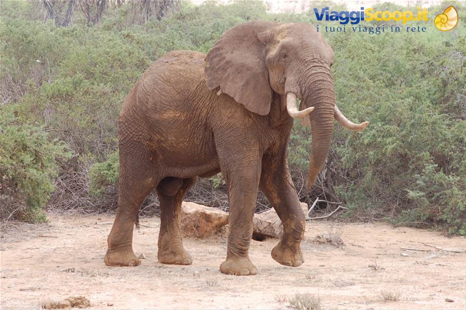 Elephant - Amboseli