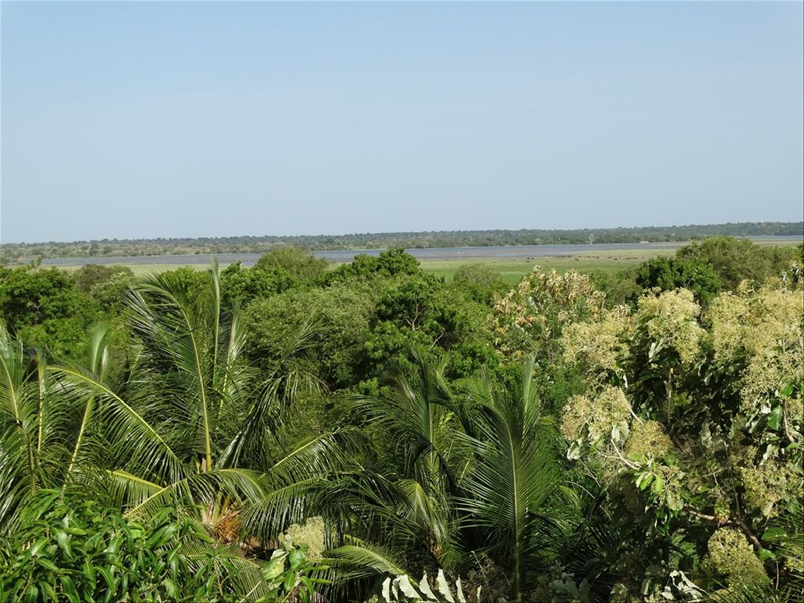 Giungla