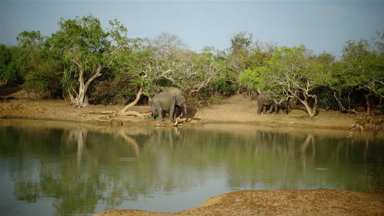 Safari a Yala
