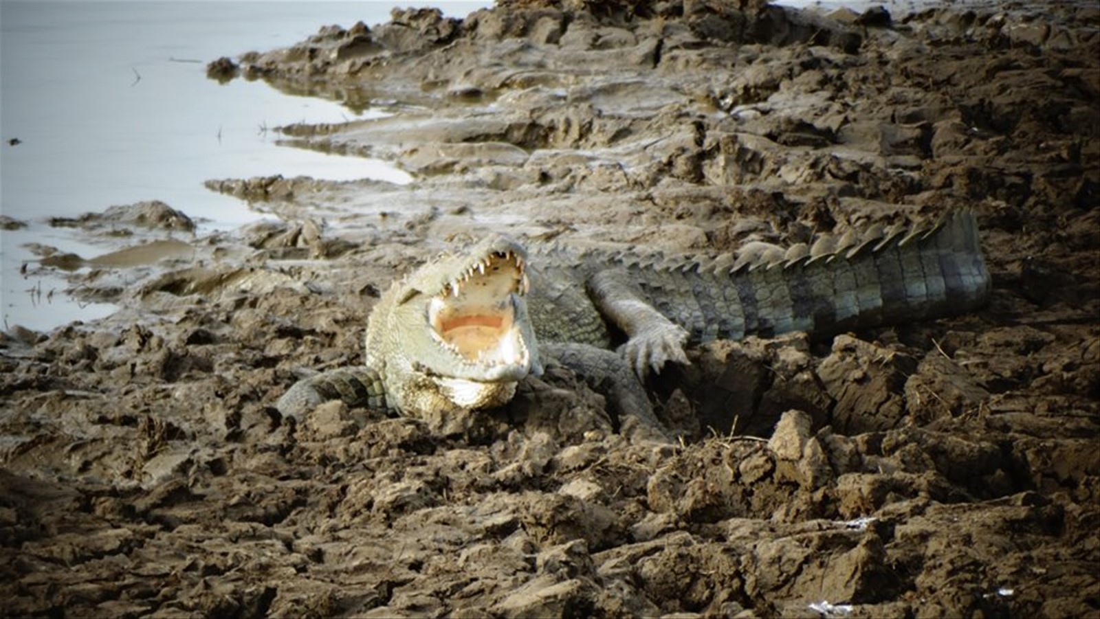 Safari a Yala