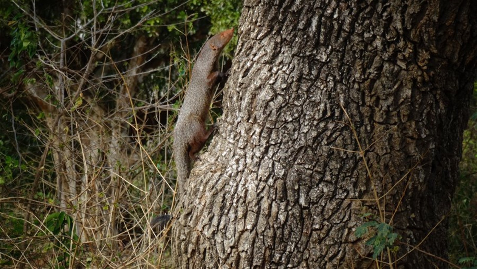 Safari a Yala