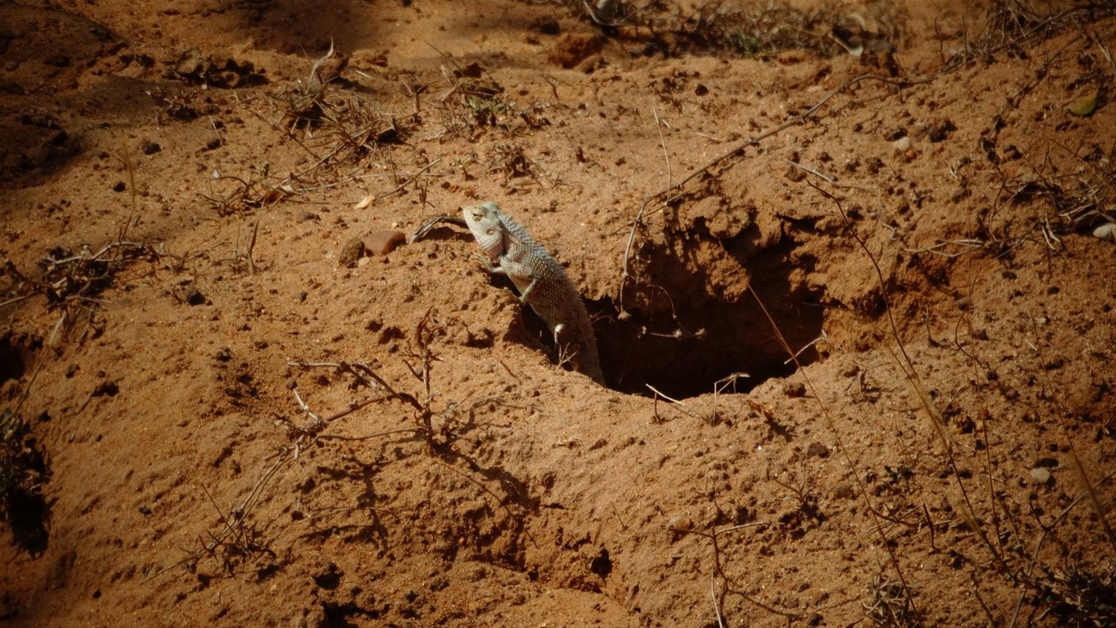 Safari a Yala