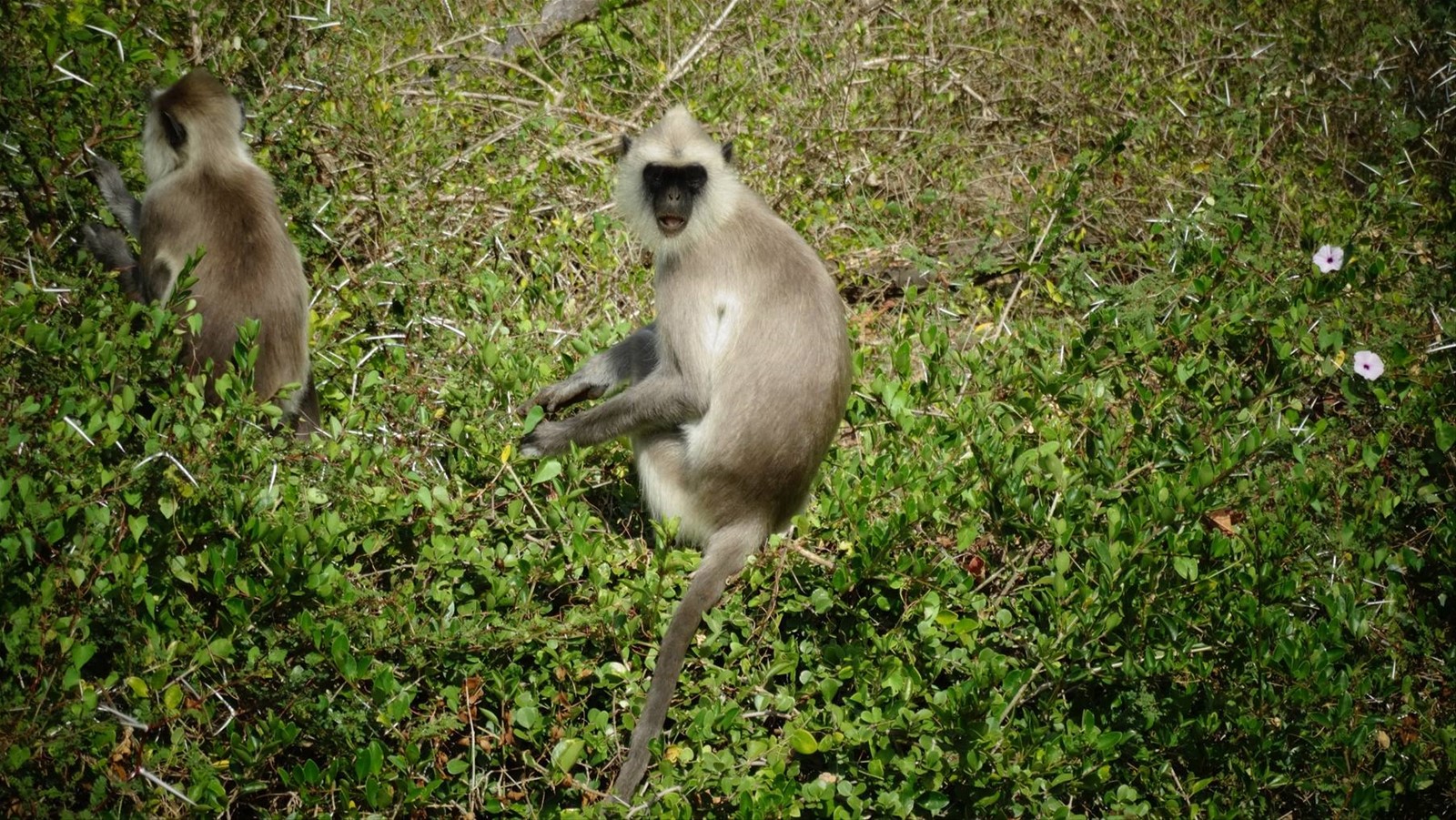 Safari a Yala