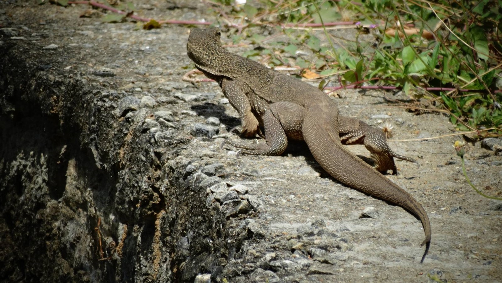 Safari a Yala
