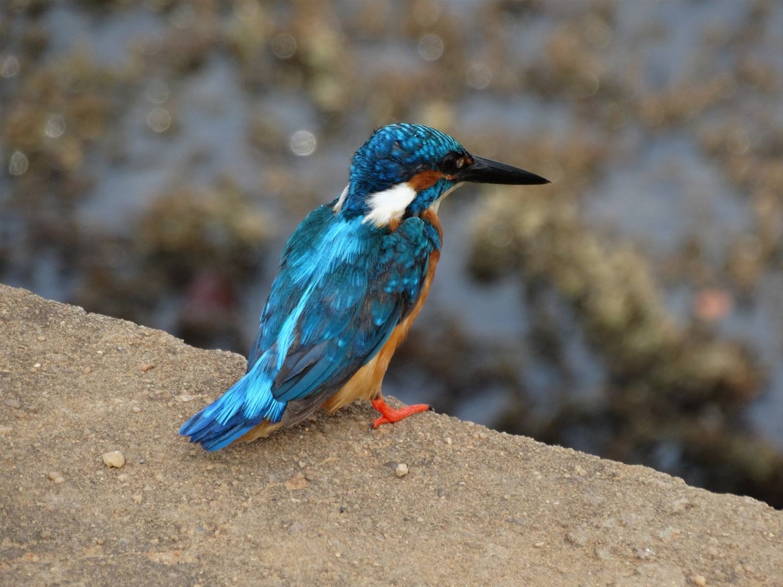 Safari a Yala