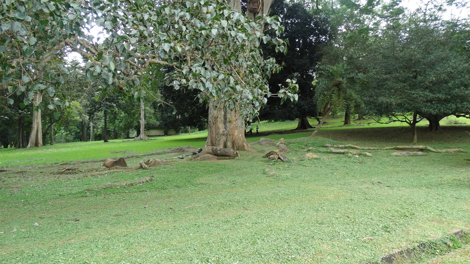 Kandy, orto botanico