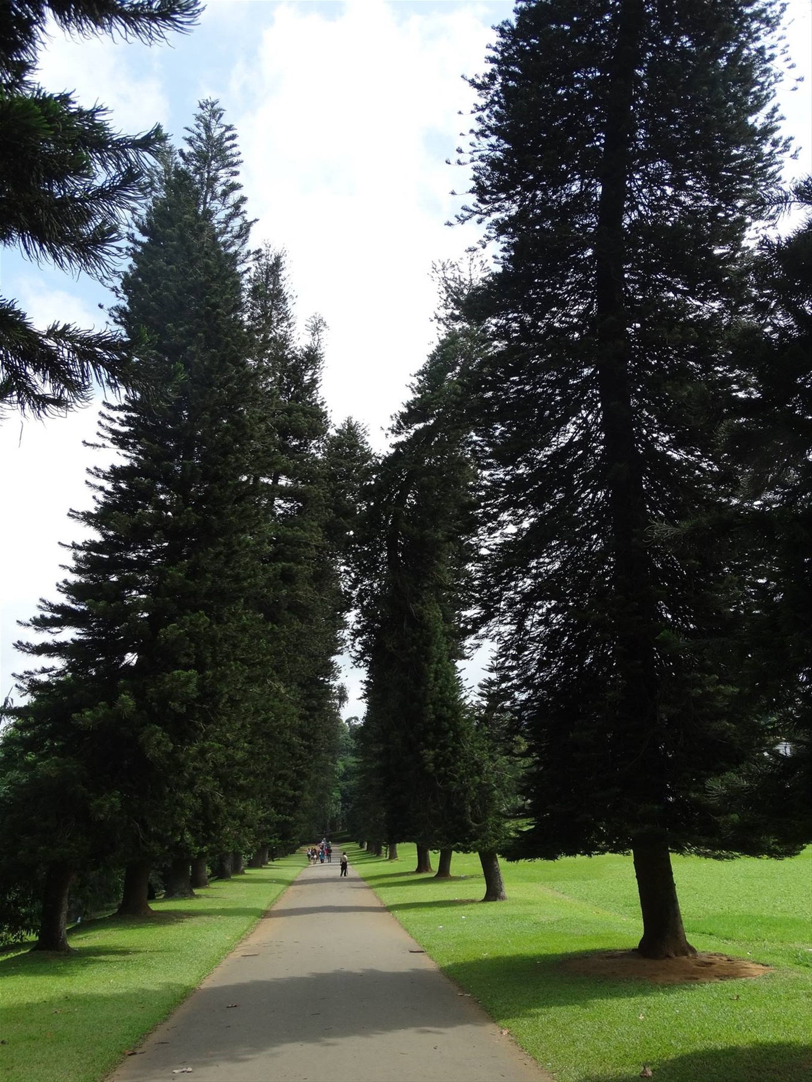 Kandy, orto botanico
