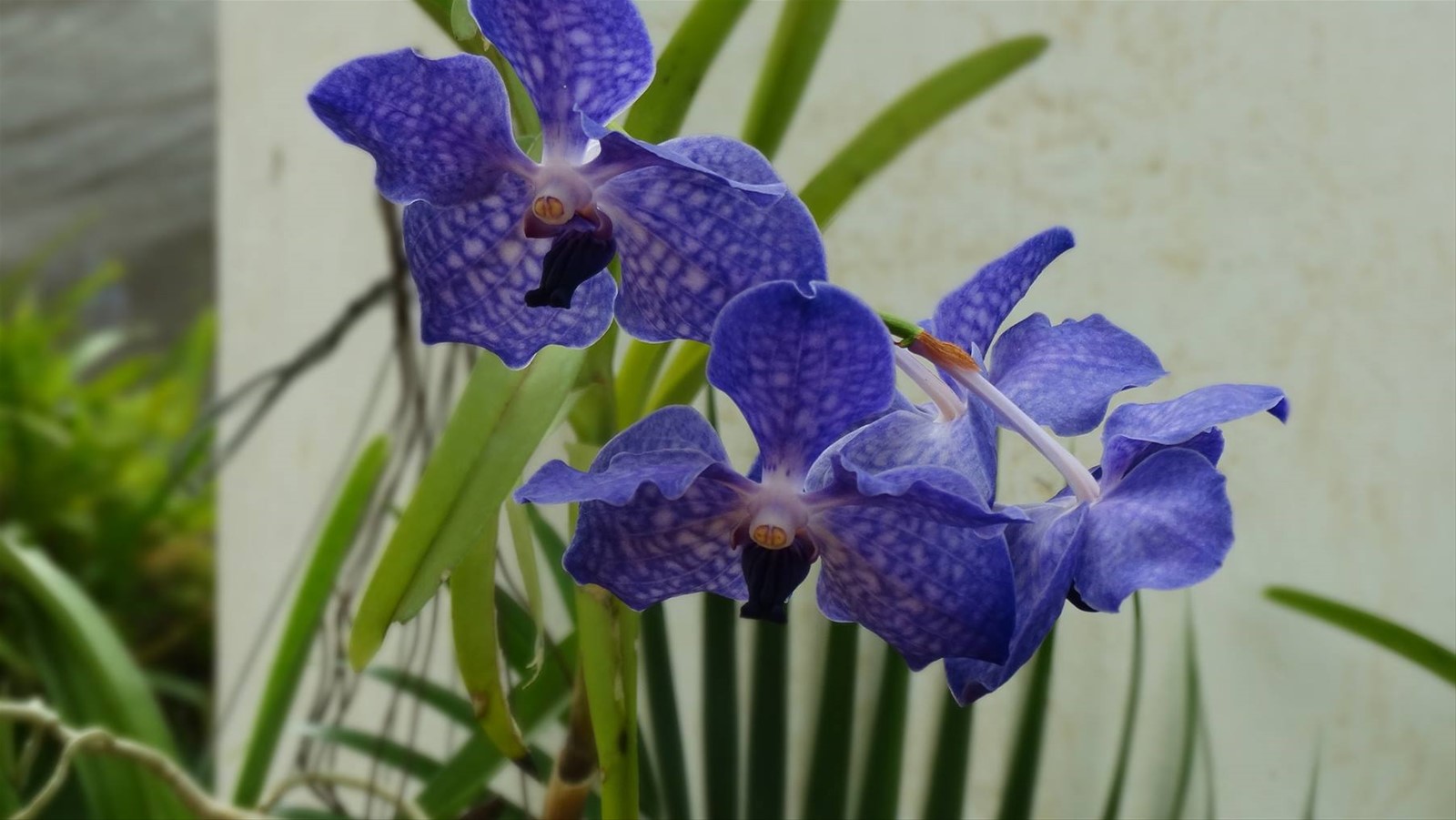 Kandy, orto botanico