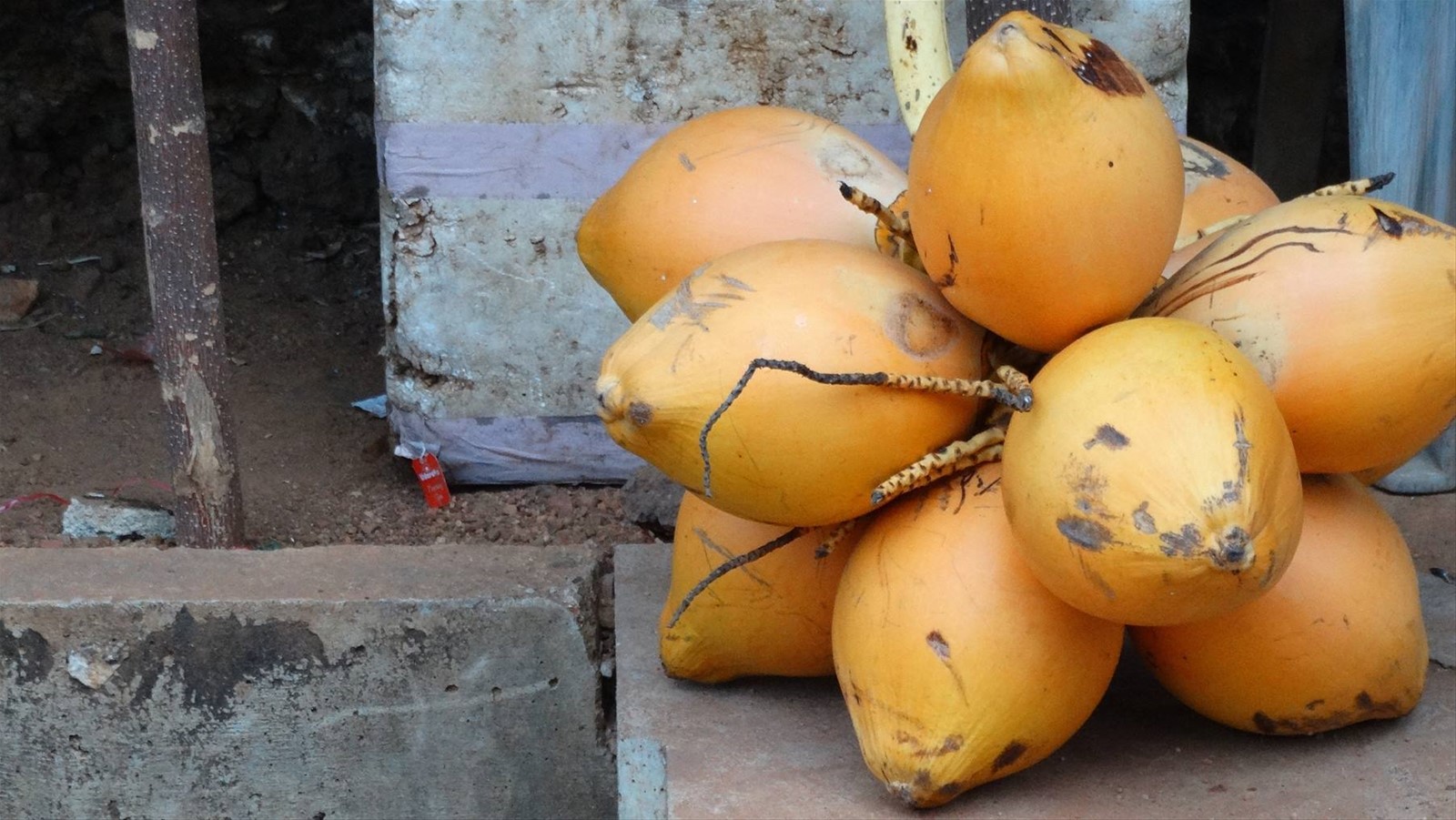 Frutta, il cocco reale