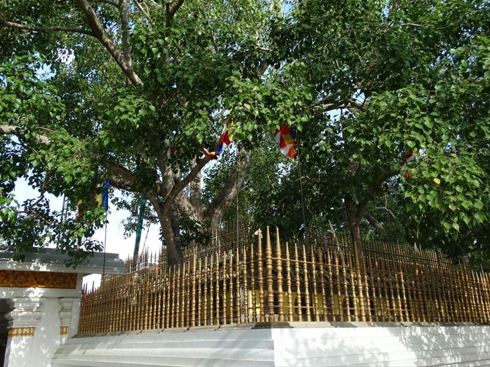 Anuradaphura, Albero sacro del Bo