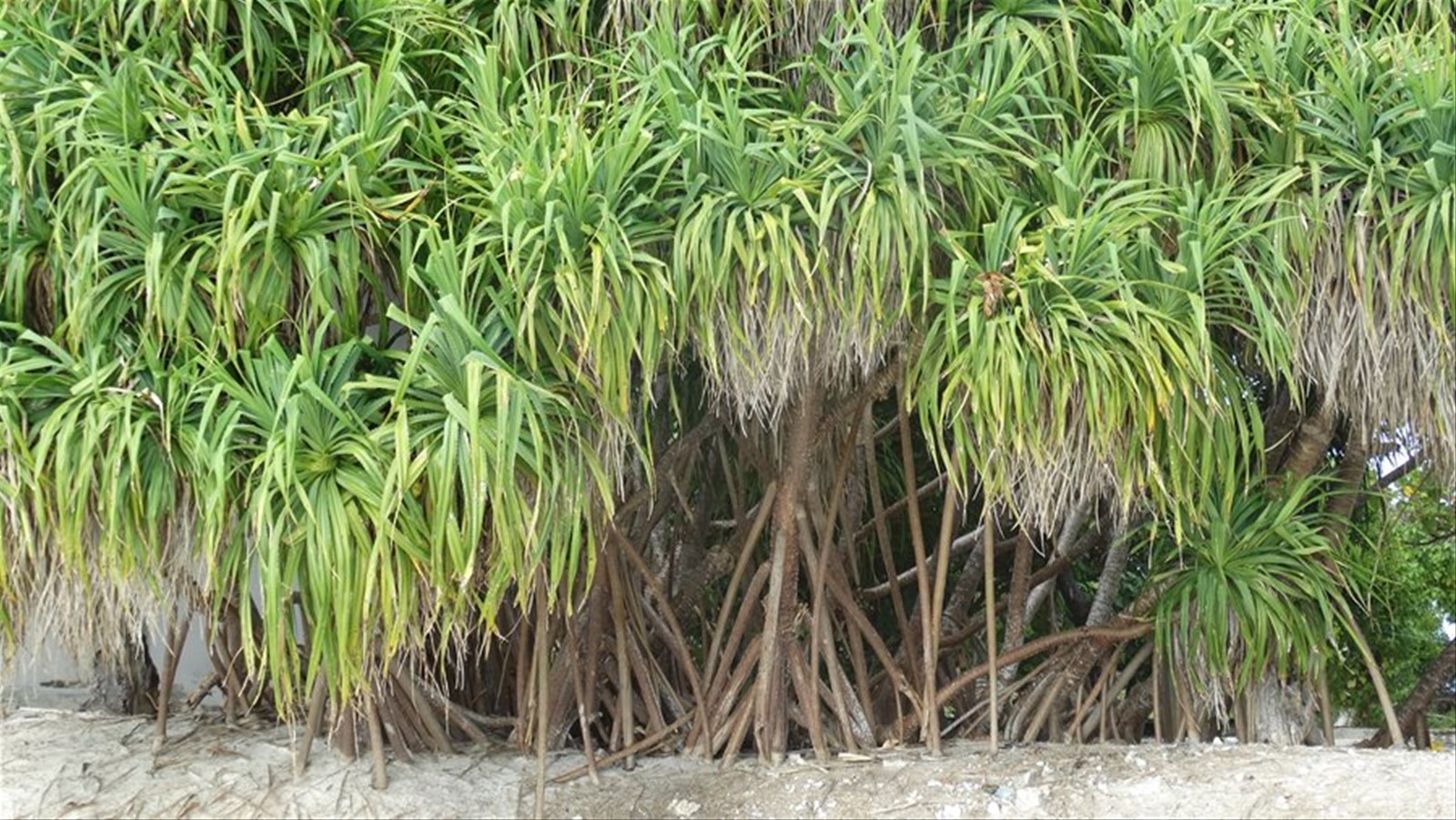 Foto di viaggio in MALDIVE