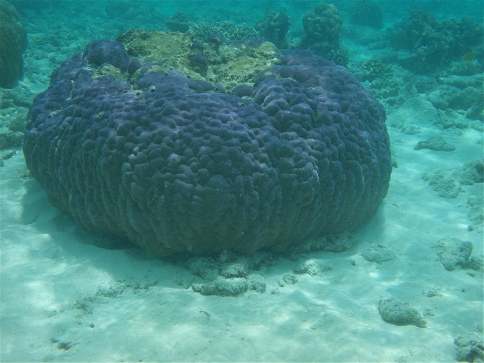 Foto di viaggio in MALDIVE