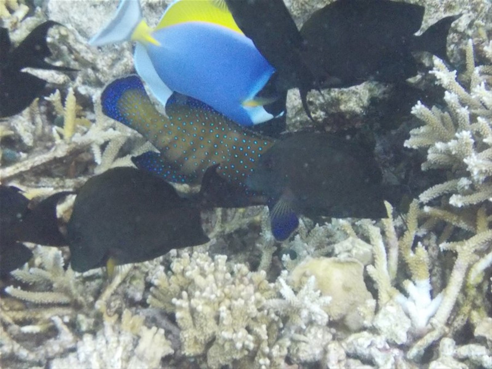 Foto di viaggio in MALDIVE
