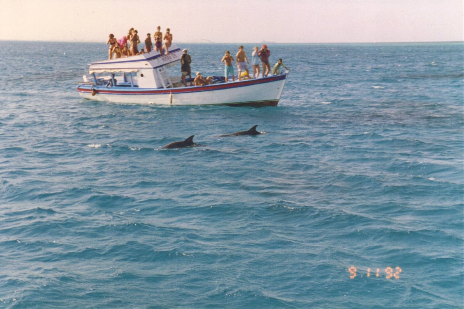 Mar Rosso, delfini