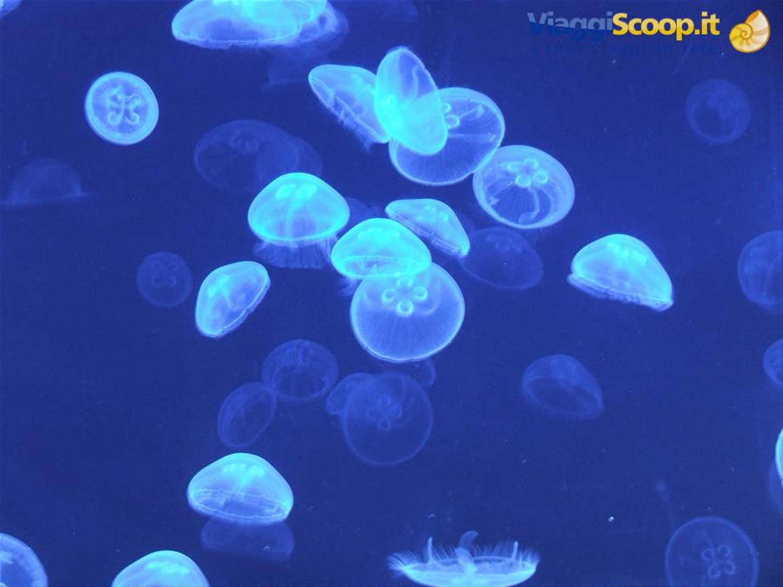 Oceanografìc, meduse