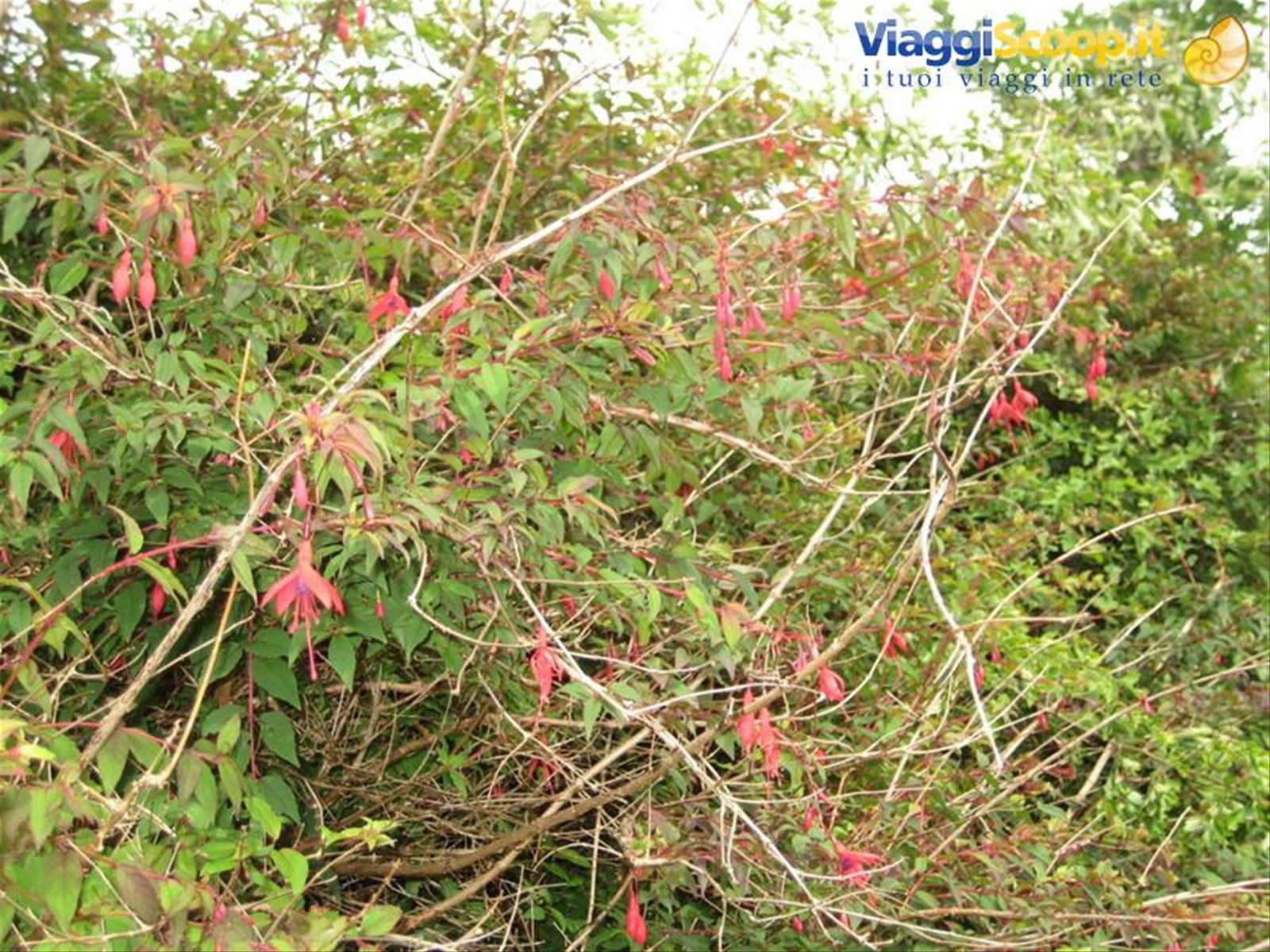 Fucsia selvatica