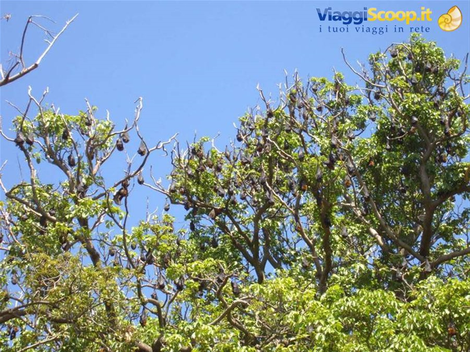 Sidney: pipistrelli al Royal Botanic Garden