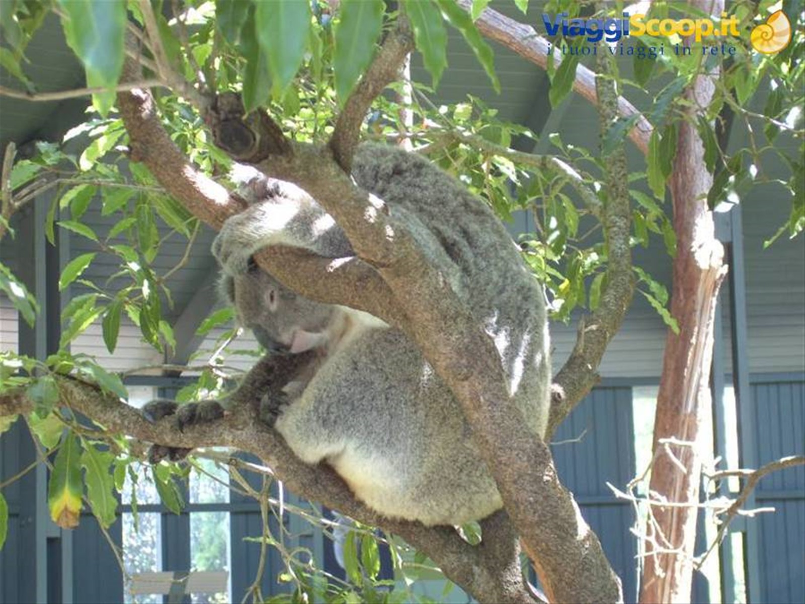 Intervallo... koala