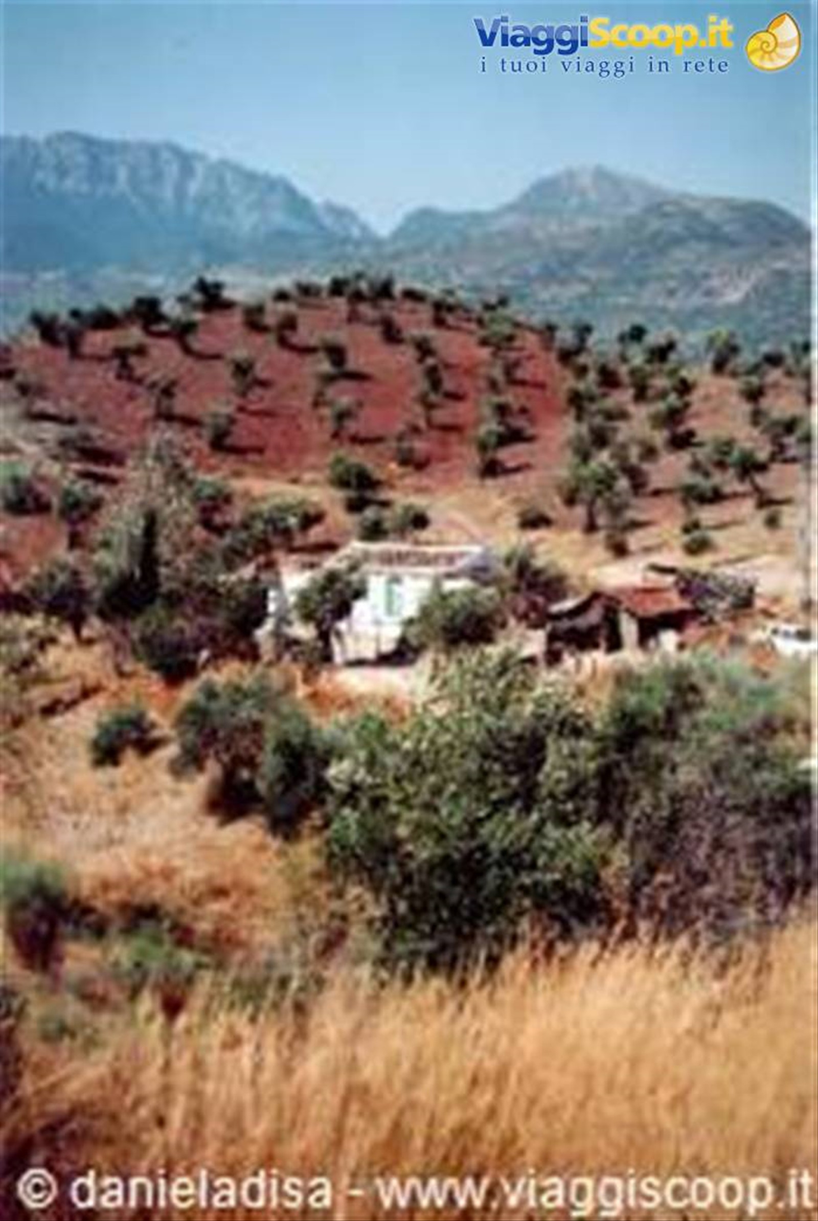 Ulivi verso Baeza