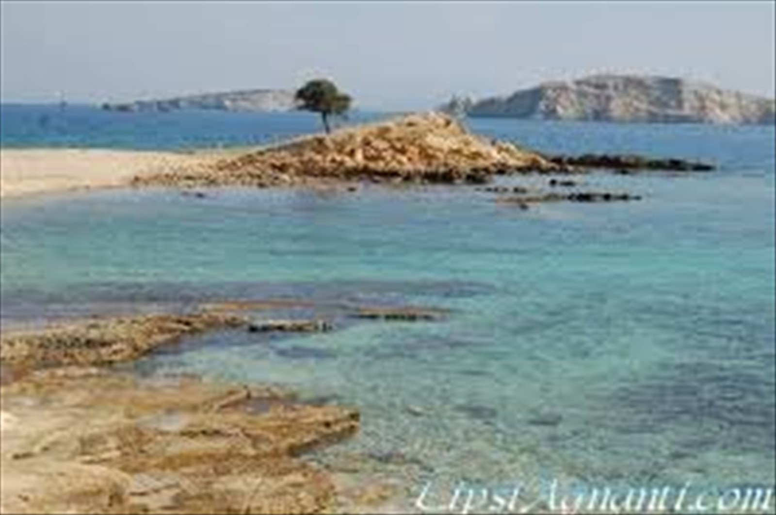 Ancora Monodendri