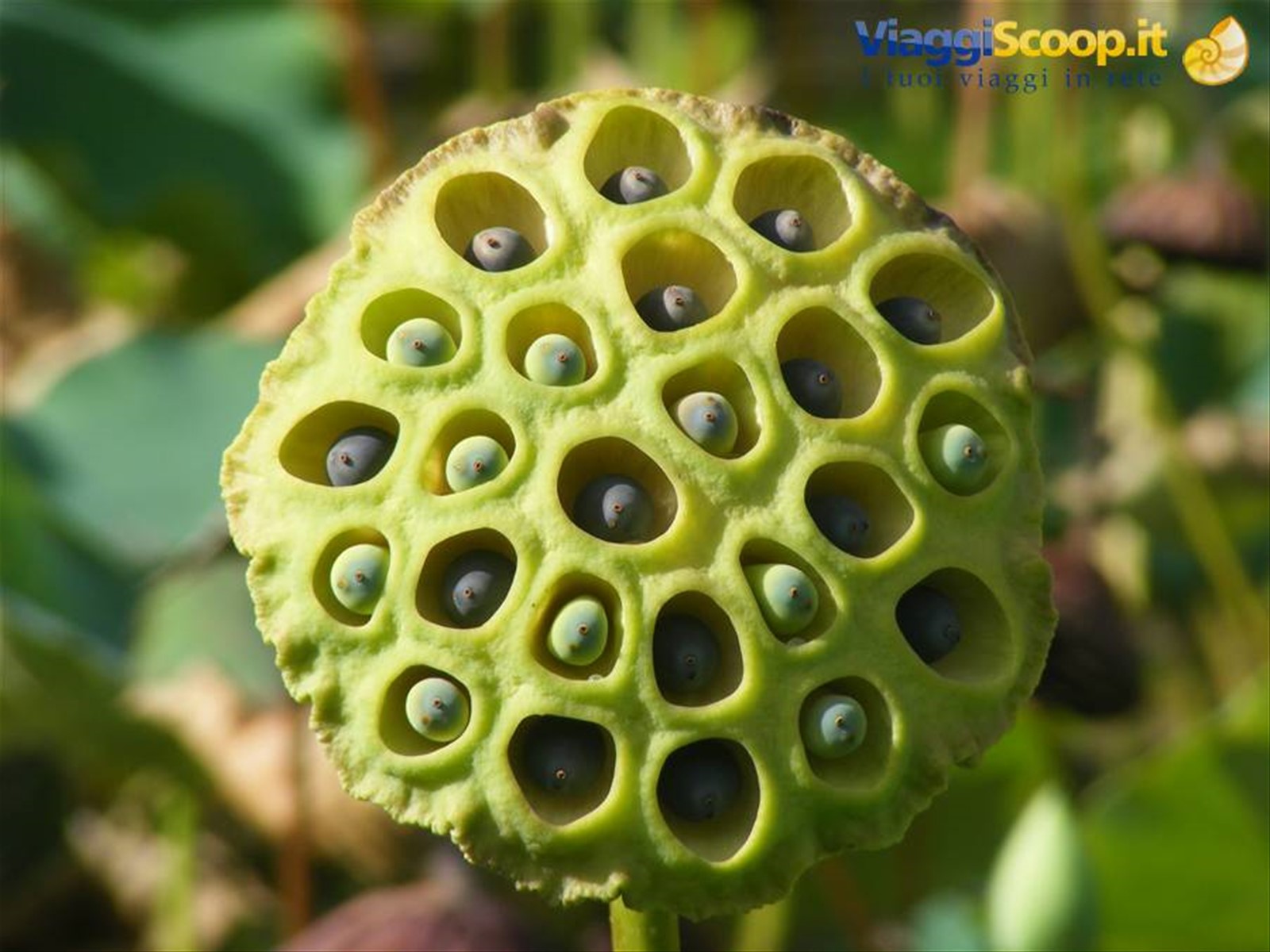 pamplemousses fiore chamal