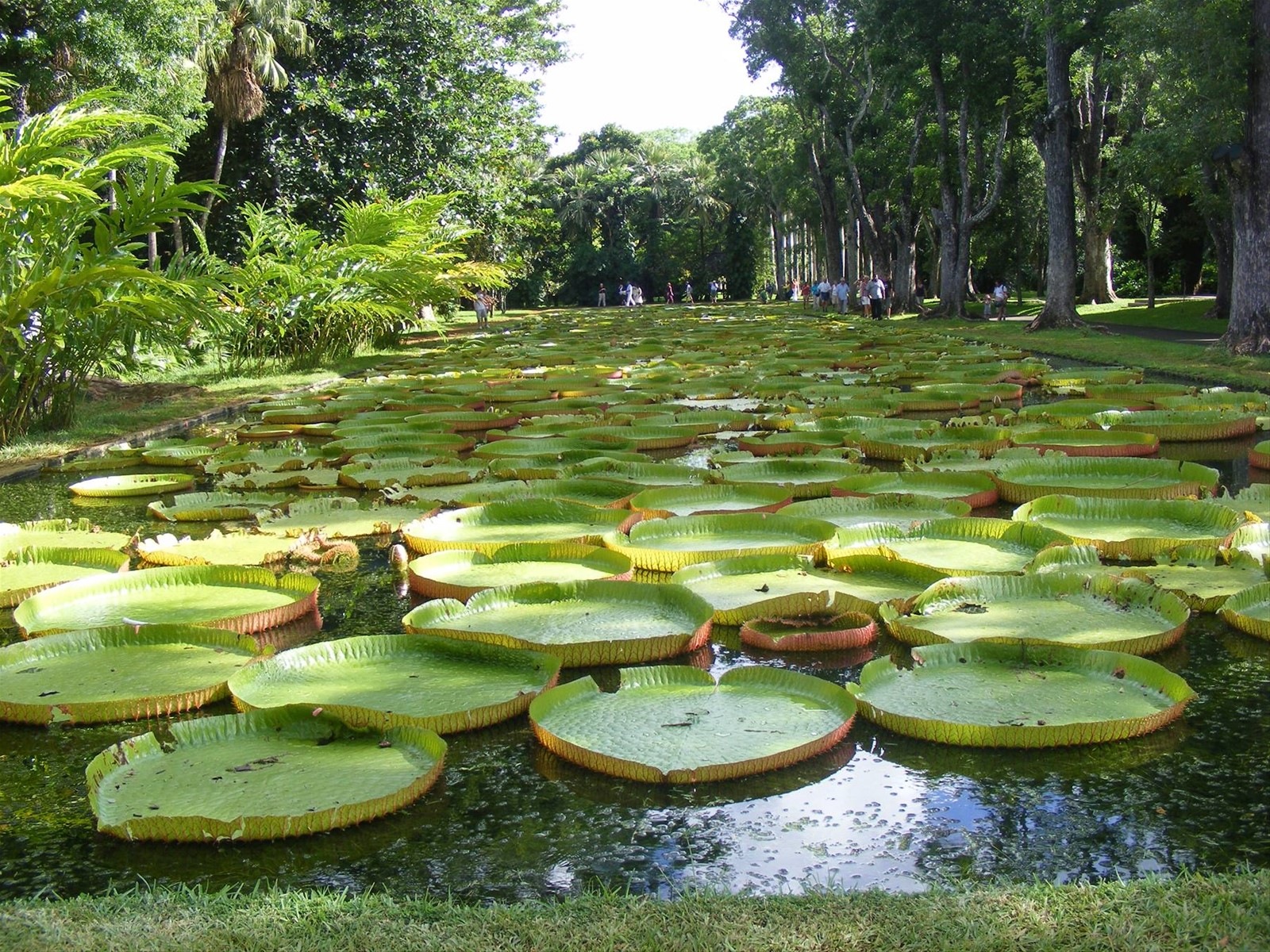 pamplemousses ninfea victoria-regia