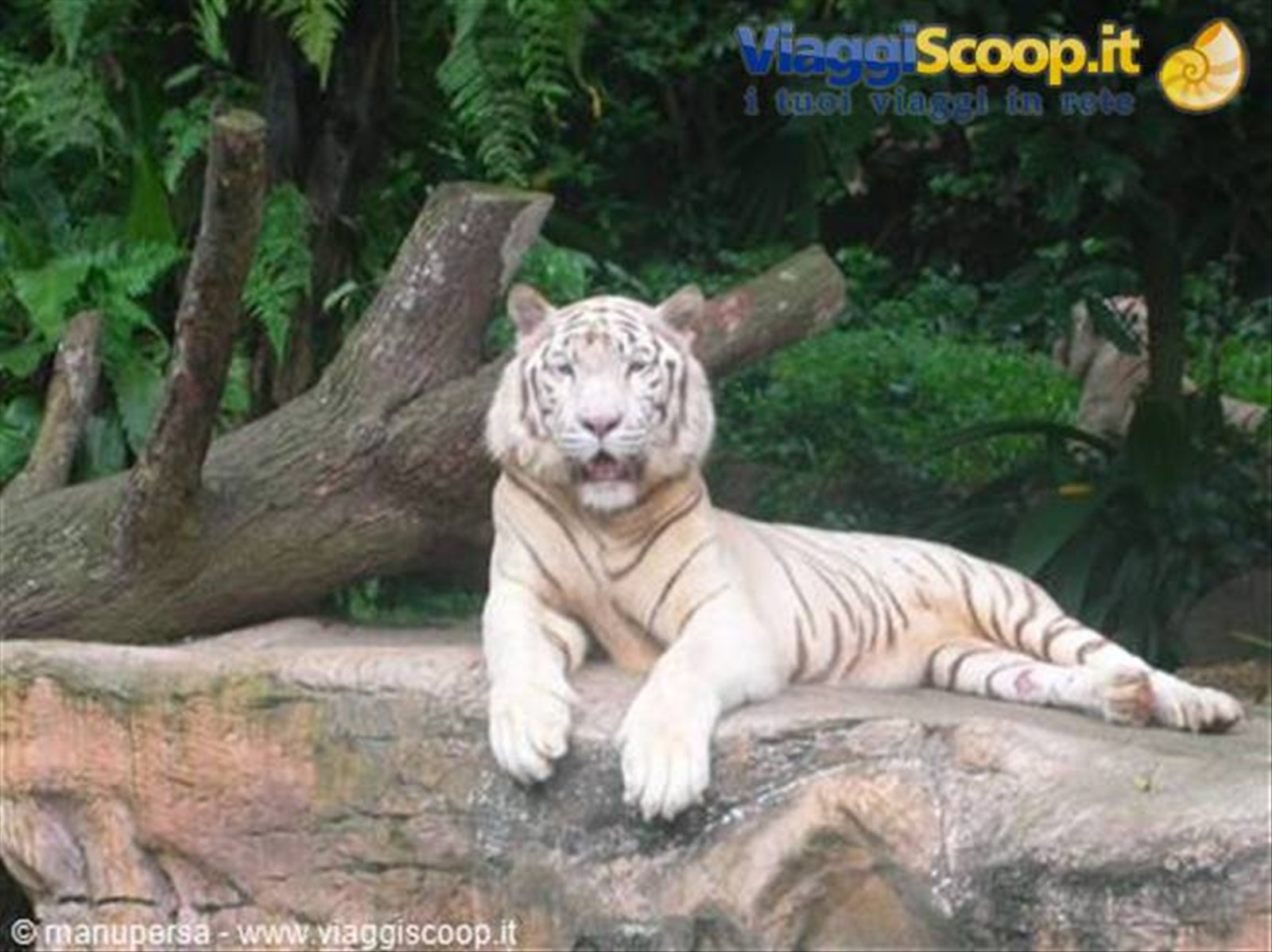 UNA SPLENDIDA TIGRE NELLO ZOO DI SINGAPORE