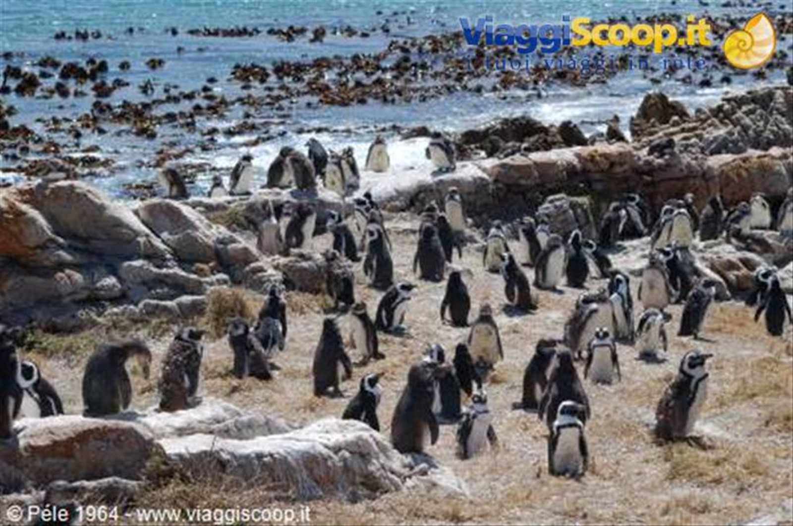 Pinguini a Betty's Bay
