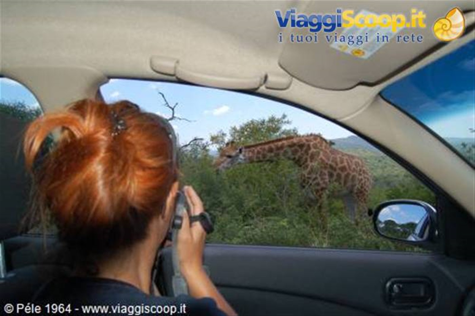 Giraffa