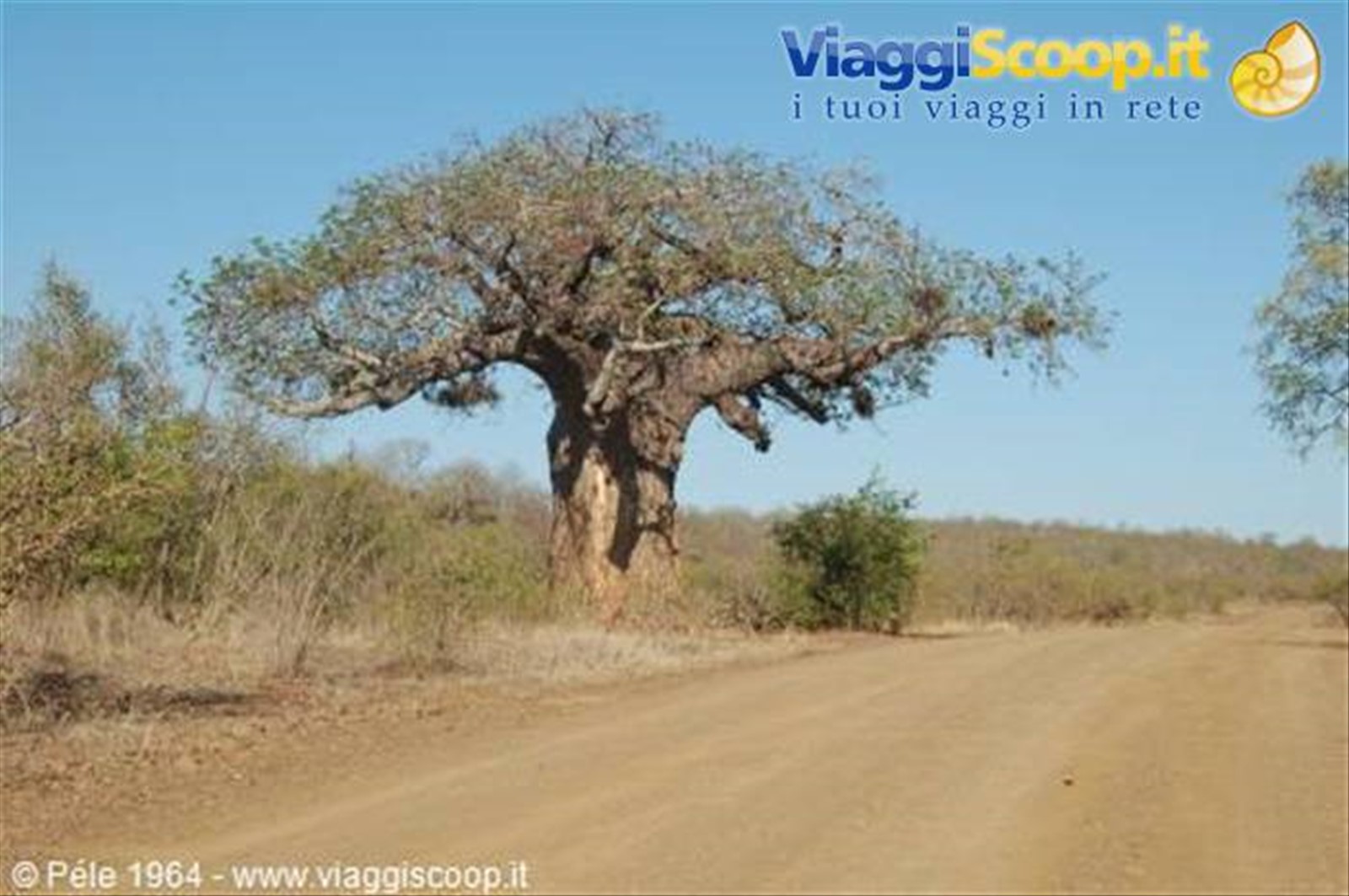 Baobab