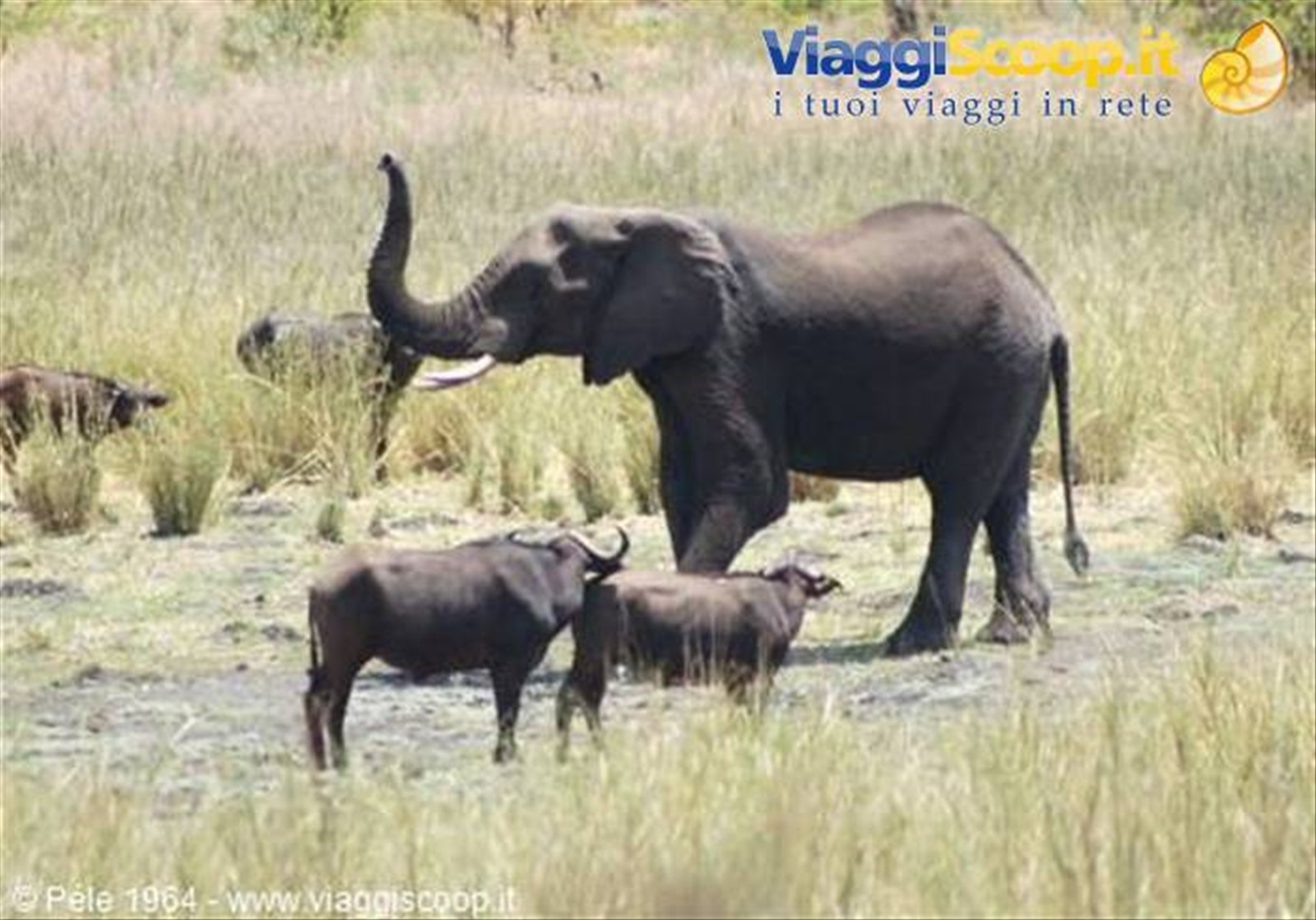 l'elefante gigante
